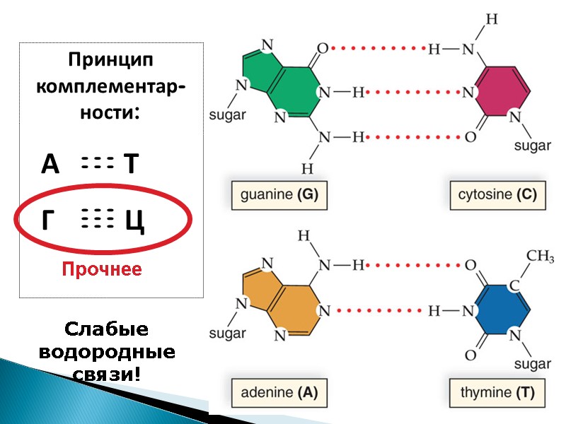 Принцип комплементар-ности:    А        Т
